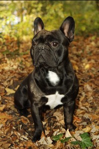 Französische Bulldogge