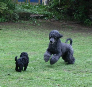 Hunde auf der Wiese