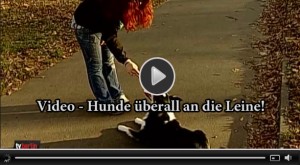 Video Hunde an die Leine