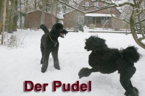 Pudel