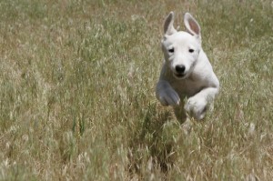 Zecken beim Hund