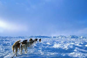 Hachiko – ein Hundeleben